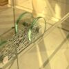 Δημαρχείο Ζακύνθου: Μια κατάληψη χωρίς αποτέλεσμα – Ο Δήμαρχος κέρδισε χρόνο και μάλιστα αρκετό!